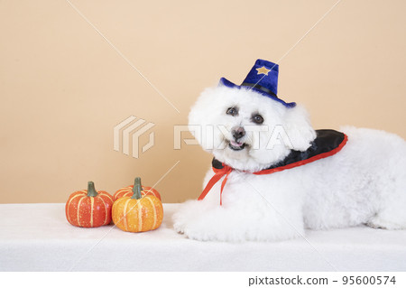 Bust up of Hana-chan from Vision Frise enjoying Halloween 95600574