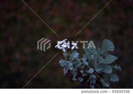Pelargonium Mirabire flower 95600596