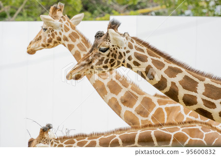 Daily life of reticulated giraffe 95600832