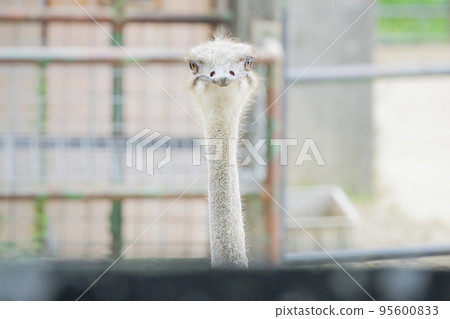 Daily life of an ostrich 95600833