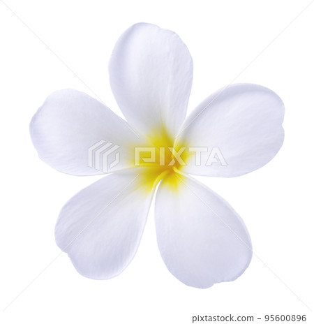 Blooming phumelia or Champa flower or Hawai flower  isolated with clipping path on white background. 95600896
