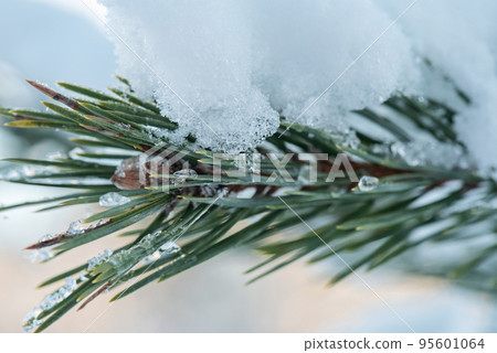 Close up macro photo, needles of green spruce with snow outdoor 95601064