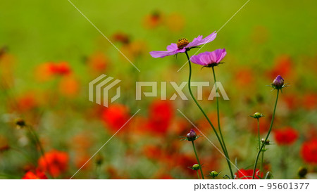 Pink cosmos are colorful in Hama-rikyu Gardens Pink cosmos are colorful in Hama-rikyu Gardens 95601377