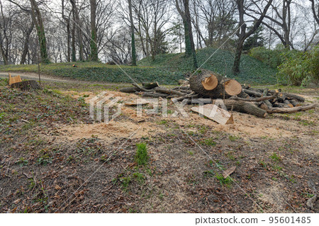 City Park Winter Trimming 95601485