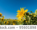 Sunflower against a blue sky with bee 95601898