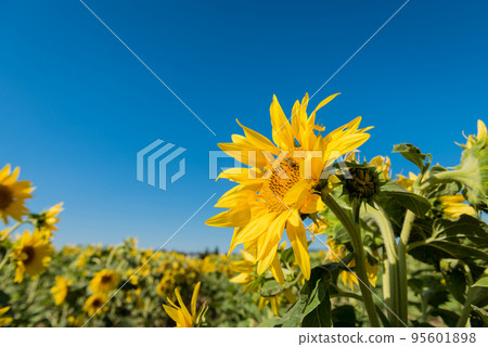 Sunflower against a blue sky with bee Sunflower against a blue sky with bee 95601898