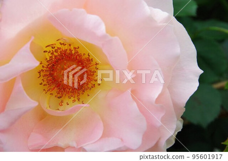 Rococo Rococo 95601917