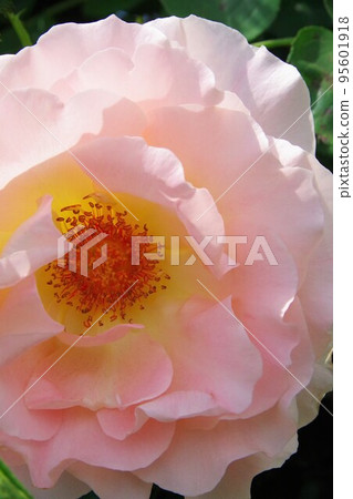 Rococo Rococo 95601918