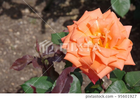 Bettina Bettina 95601927