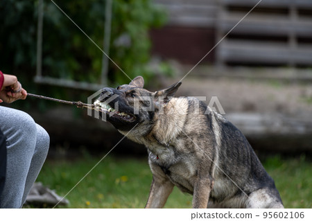 A young happy German Shepherd plays tug with a ball. Sable coloured working line breed A young happy German Shepherd plays tug with a ball. Sable coloured working line breed 95602106