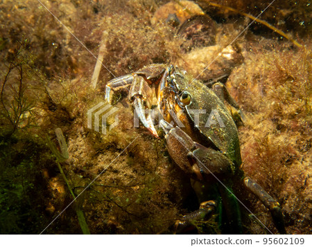 A close-up picture of a crab among seaweed 95602109