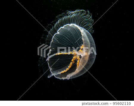 A close-up picture of a Moon jellyfish or Aurelia aurita with black seawater background 95602110