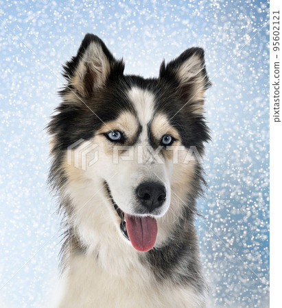 siberian husky in studio 95602121