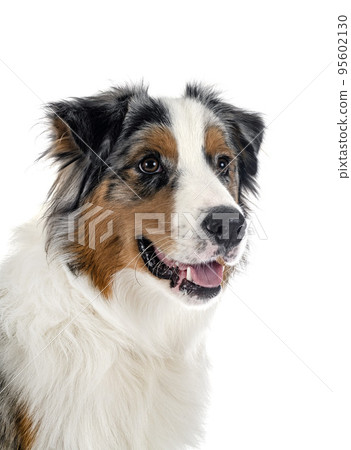 australian shepherd in studio 95602130