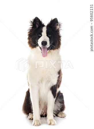 young Yakutian Laika 95602131