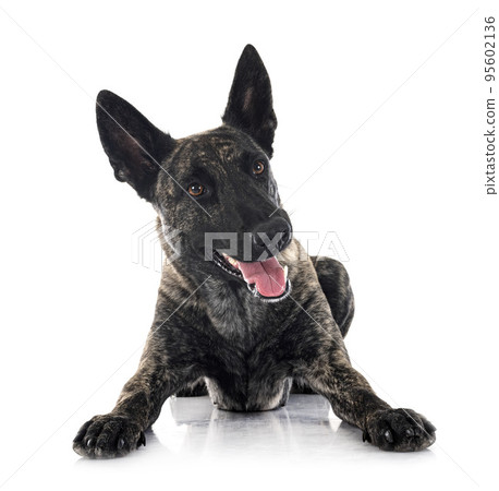 Dutch Shepherd in studio 95602136