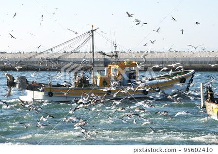 Scenery of a fishing port Seagulls aim for a large catch of fish 95602410