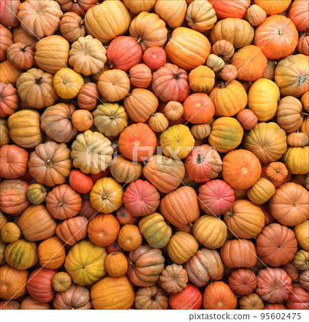Colorful varieties of pumpkins. Color gradient background Colorful varieties of pumpkins. Color gradient background 95602475