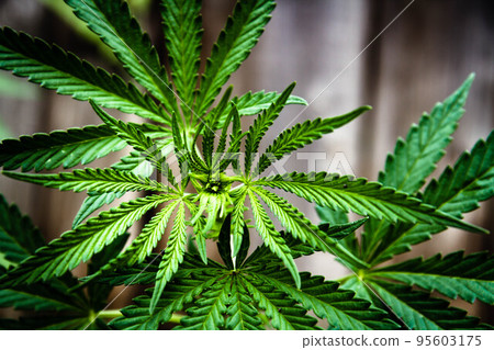 Cannabis bush close-up. Cultivation of hemp fields. Leaves background. Cannabis bush close-up. Cultivation of hemp fields. Leaves background. 95603175