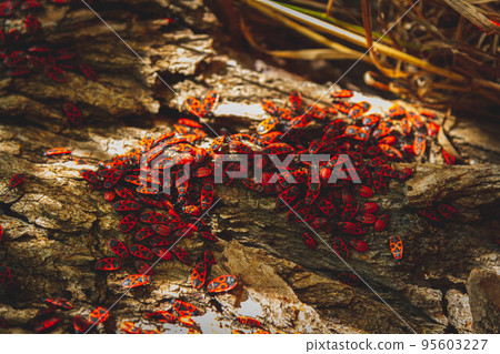 Red bug. Accumulation of soldier bugs. Red beetles in sun. 95603227