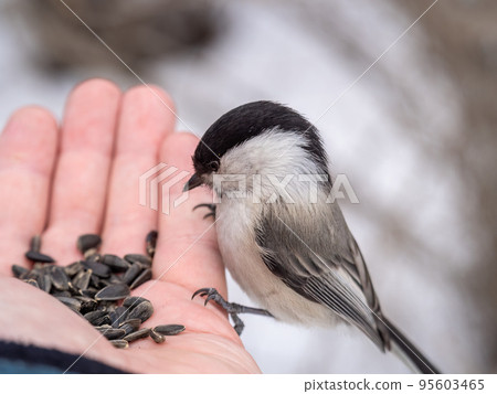 A willow tit sits on hand and eats seeds. Hungry bird willow tit eating seeds from a hand in winter or autumn A willow tit sits on hand and eats seeds. Hungry bird willow tit eating seeds from a hand in winter or autumn 95603465