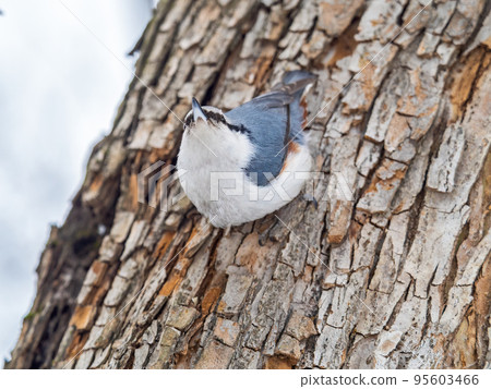 Eurasian nuthatch or wood nuthatch, lat. Sitta europaea, sitting on a tree trunk with snow in winter Eurasian nuthatch or wood nuthatch, lat. Sitta europaea, sitting on a tree trunk with snow in winter 95603466