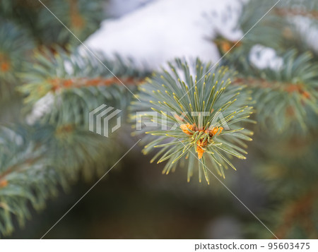 Green fir branches in winter covered with snow 95603475