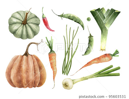 pumpkin, watercolor, vegetable 95603531