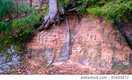 Natural cave in sandstone rock, former bank of Gauja river. Carved wall in Gutmanis cave in Sigulda. Gauja National Park, Latvia Natural cave in sandstone rock, former bank of Gauja river. Carved wall in Gutmanis cave in Sigulda. Gauja National Park, Latvia 95603672