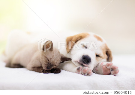 Cat and dog sleeping. Puppy and kitten sleep. 95604015