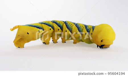Giant yellow blue butterfly caterpillar larvae death head Acherontia atropos hawk moth isolated on white close up macro Giant yellow blue butterfly caterpillar larvae death head Acherontia atropos hawk moth isolated on white close up macro 95604194