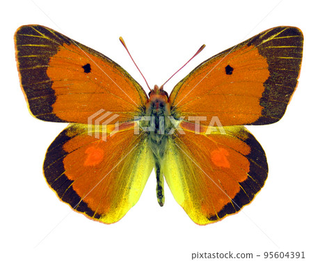 Orange butterfly isolated on white. Colias aurorina macro close up, collection butterflies, pieridae, decor element Orange butterfly isolated on white. Colias aurorina macro close up, collection butterflies, pieridae, decor element 95604391