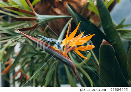 Bird of Paradise Plant in Full Seasonal Bloom. Beautiful Strelitzia reginae grows in rainforest or greenhouse Bird of Paradise Plant in Full Seasonal Bloom. Beautiful Strelitzia reginae grows in rainforest or greenhouse 95604465