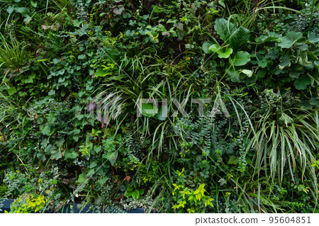 Vertical garden on a green wall. Vertical garden on a green wall. 95604851