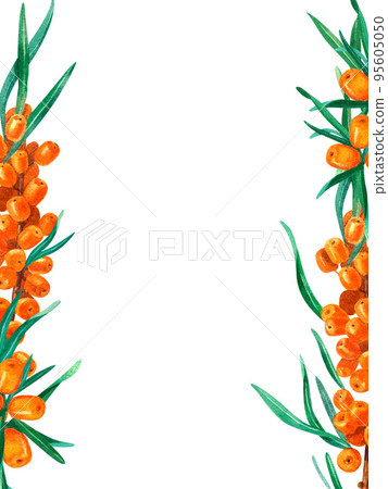Sea buckthorn frame. Watercolor illustration. On a white background. For cosmetology, pharmaceuticals, food industry. Sea buckthorn frame. Watercolor illustration. On a white background. For cosmetology, pharmaceuticals, food industry. 95605050