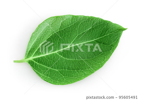 Fresh honeysuckle leaf isolated on white background with full depth of field. Top view. Flat lay. Fresh honeysuckle leaf isolated on white background with full depth of field. Top view. Flat lay. 95605491