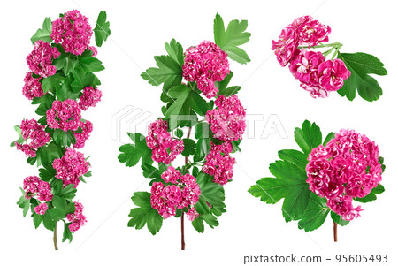 Blooming branch of hawthorn isolated on white background. Crataegus Pauls Scarlet. Blooming branch of hawthorn isolated on white background. Crataegus Pauls Scarlet. 95605493