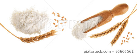 ears of wheat and pile of flour in wooden scoop isolated on white background. Top view. Flat lay 95605561