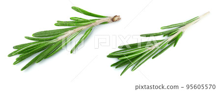 Fresh green rosemary isolated on a white background. Top view 95605570
