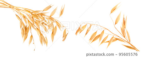 oat spike or ears isolated on white background close-up oat spike or ears isolated on white background close-up 95605576
