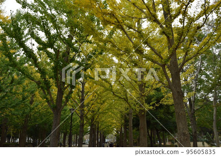 銀杏 銀杏 95605835