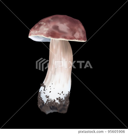 Watercolor white mushroom. Realistic edible mushroom. Botanical illustration Watercolor white mushroom. Realistic edible mushroom. Botanical illustration 95605906