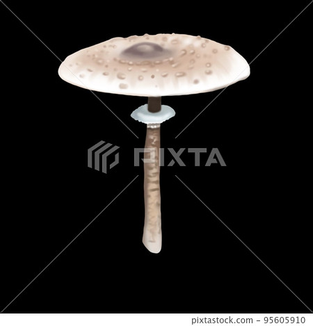 Watercolor realistic parasol mushroom. Macrolepiota procera illustration Watercolor realistic parasol mushroom. Macrolepiota procera illustration 95605910