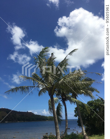 palm trees along the coast 95605961