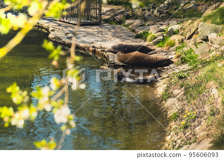 Harbor Seals rests on the rock in Zoo. Couple Of Grey Seals At The Pond Inside The Gdansk Zoo In Poland 95606093