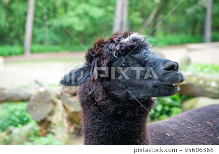 Black llama muzzle natural background outdoors 95606366