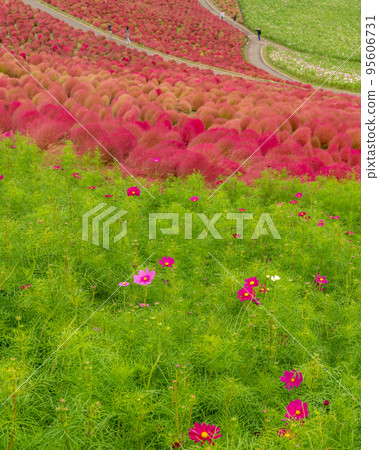 1Hitachinaka City, Ibaraki Prefecture: Kochia, cosmos, and buckwheat flowers at Hitachi Seaside Park 95606731