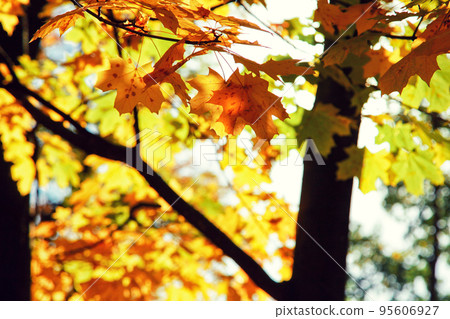 Colorful bright leaves falling in autumnal park. Colorful bright leaves falling in autumnal park. 95606927