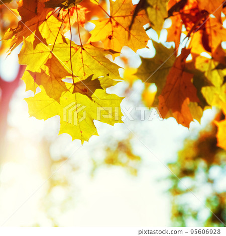 Colorful bright leaves falling in autumnal park. Colorful bright leaves falling in autumnal park. 95606928