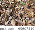 Fallen leaves from a thicket Material Dry leaves 95607310